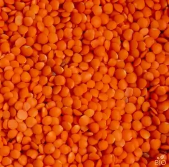 Lentille corail bio