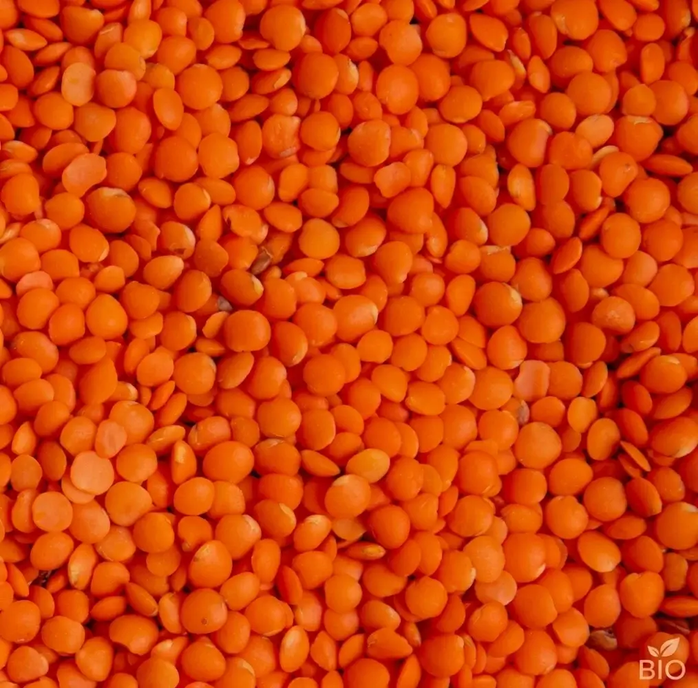 Lentille corail bio (AI Enhanced)