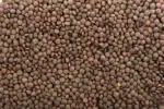 Lentille marron bio