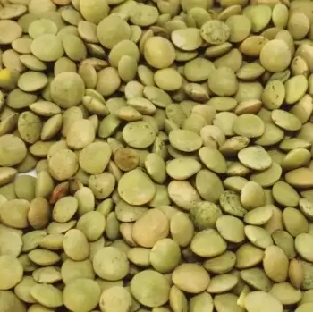 Lentilles vertes bio