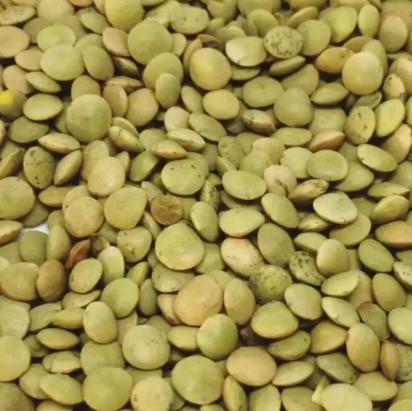 Lentilles vertes bio
