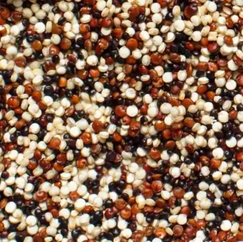 Quinoa tricolore bio