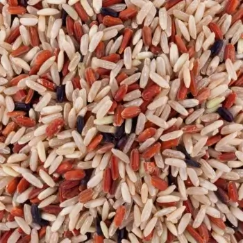 Riz trio bio